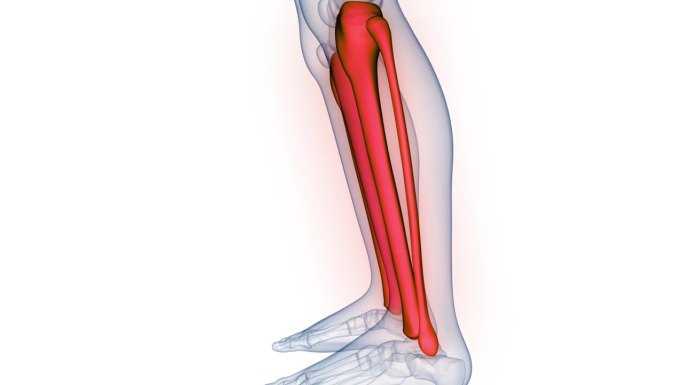 人体骨骼系统胫骨和腓骨关节解剖动画概念