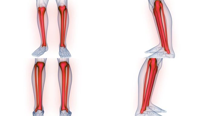 人体骨骼系统胫骨和腓骨关节解剖动画概念
