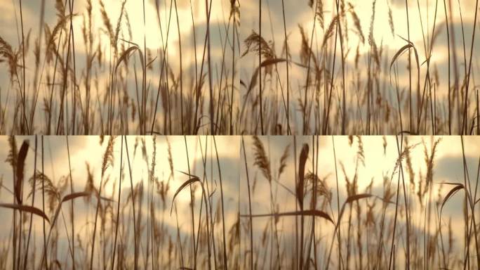 夕阳下，高粱田，青草河，流水边的风