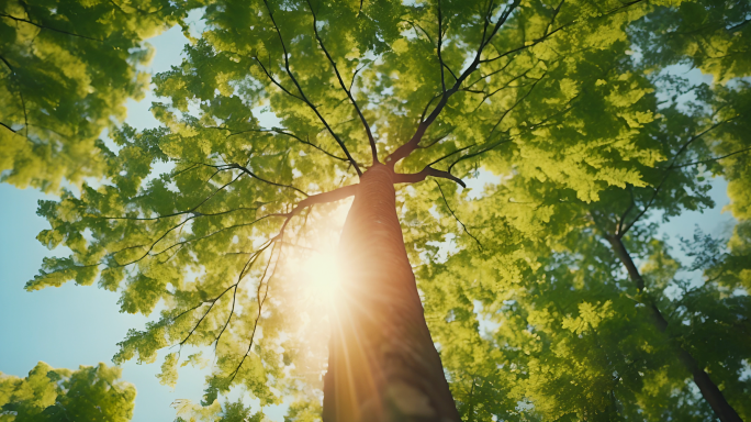 唯美阳光大树森林树林树叶触摸自然感受自然
