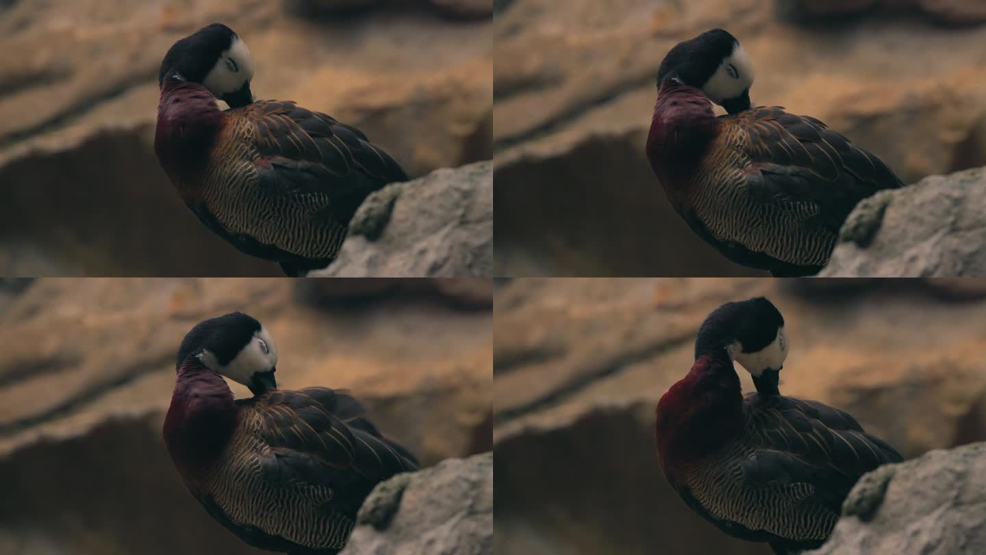一张白脸吹口哨的鸭子梳理羽毛的特写