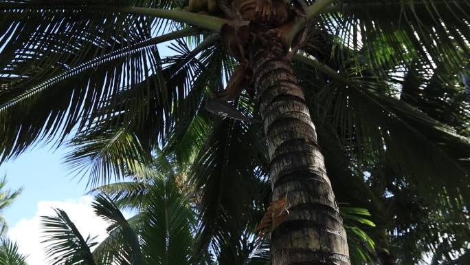 椰子果实长在树上