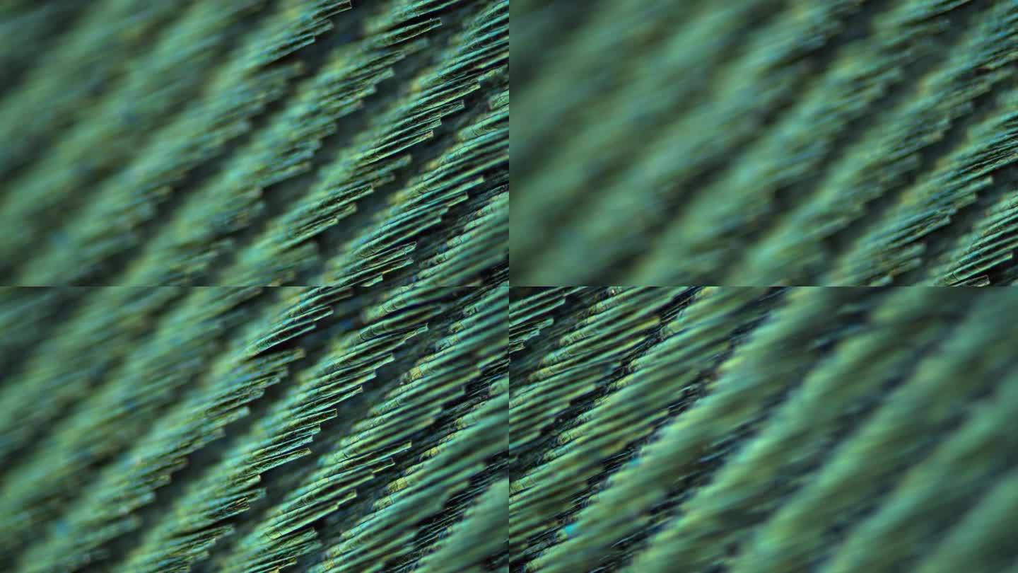 显微镜观察鸟的羽毛