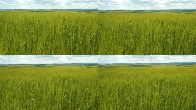 特写:在一个阳光明媚的夏日，绿色的小麦在微风中沙沙作响