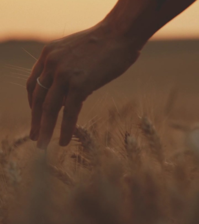 欣赏落日的农妇在田间感受小麦的质感