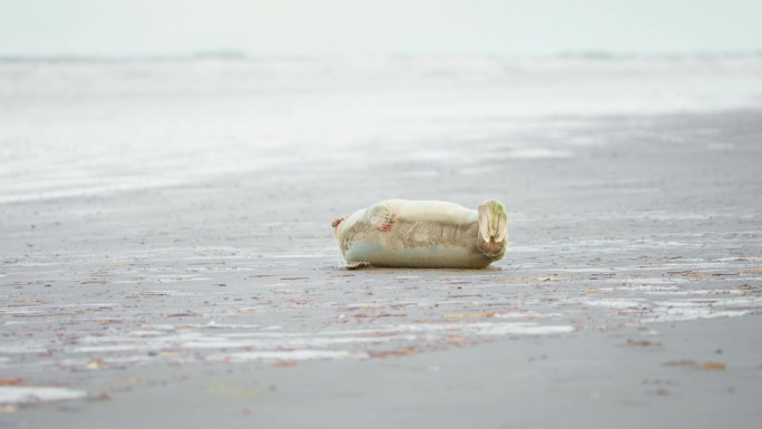 海豹宝宝进食后在灰色的沙滩上休息，喘着气。