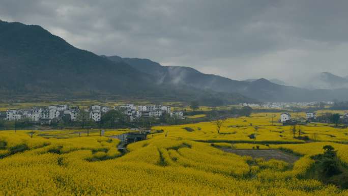 春雨中的婺源江岭油菜花 (3)