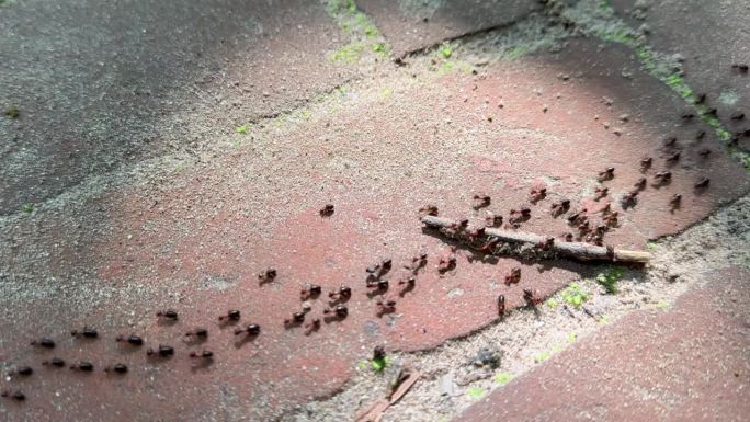 孟加拉国拉瓦查拉国家公园的蚂蚁踪迹。
