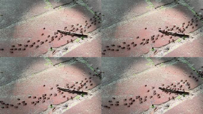 孟加拉国拉瓦查拉国家公园的蚂蚁踪迹。