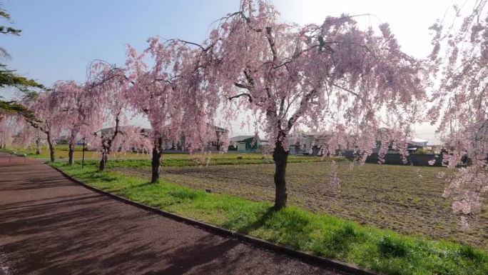 北高田市一条观赏垂落樱花的步道，被称为“日初线”。