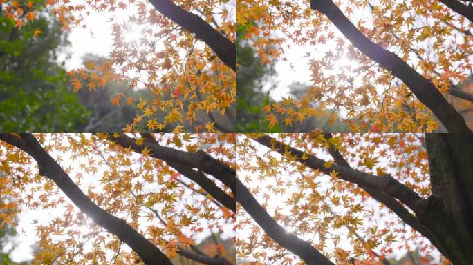 秋山，秋叶铺展山上的大树