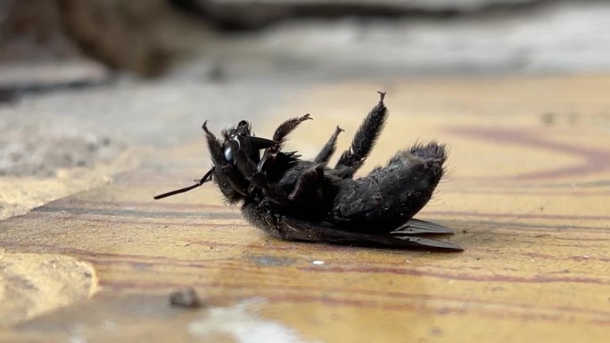 一只黑色的昆虫躺在地上奄奄一息