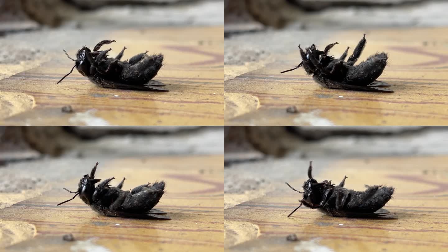 一只黑色的昆虫躺在地上奄奄一息