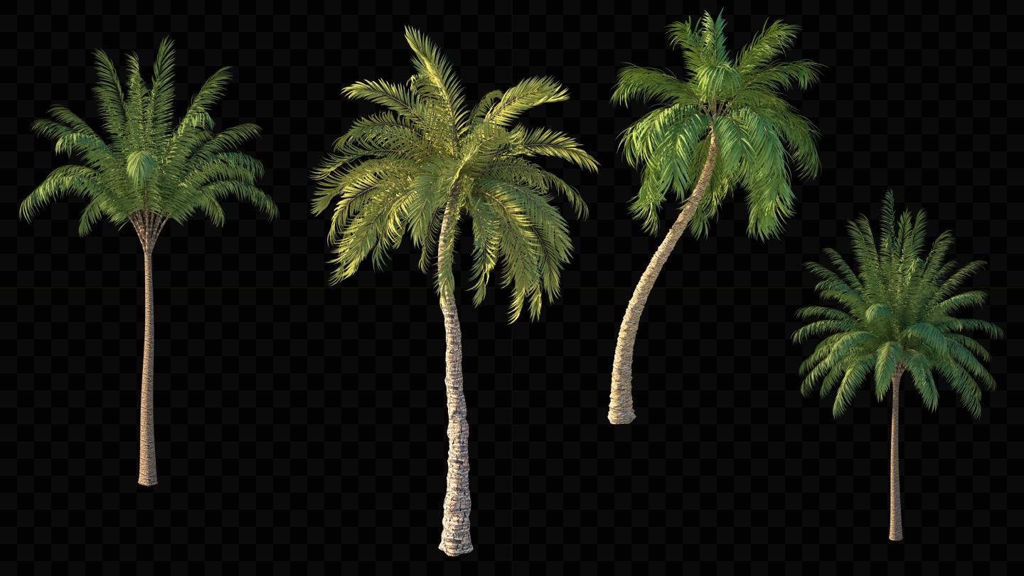 4组椰子树01_带通道
