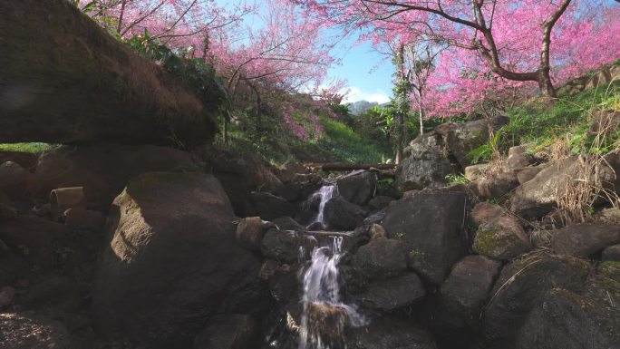 春暖花开树，鹤射山涧的小水小溪