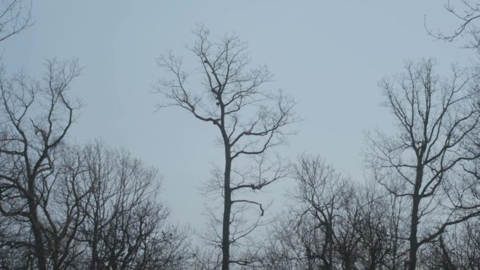 一棵树在风中缓慢而温柔地摇摆。