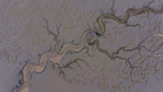 实拍钱塘江潮水灌溉龙型大地之树