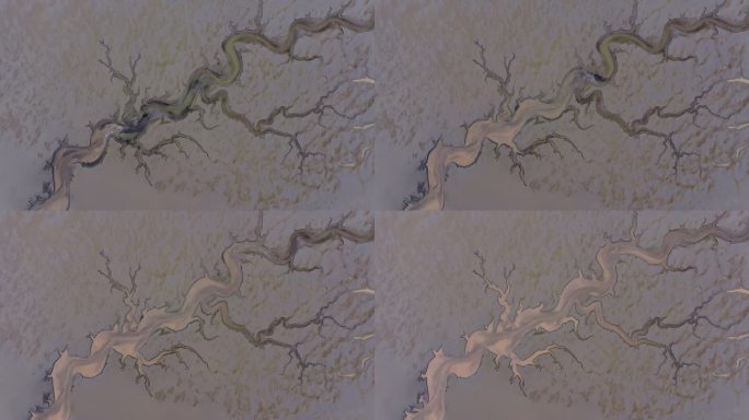实拍钱塘江潮水灌溉龙型大地之树