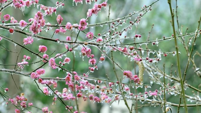 冻雨中华的梅花