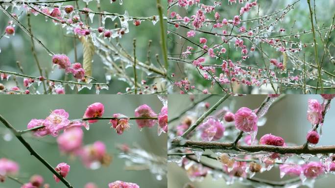 冻雨中华的梅花