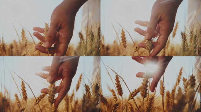农学家在农田里触摸小麦作物的手