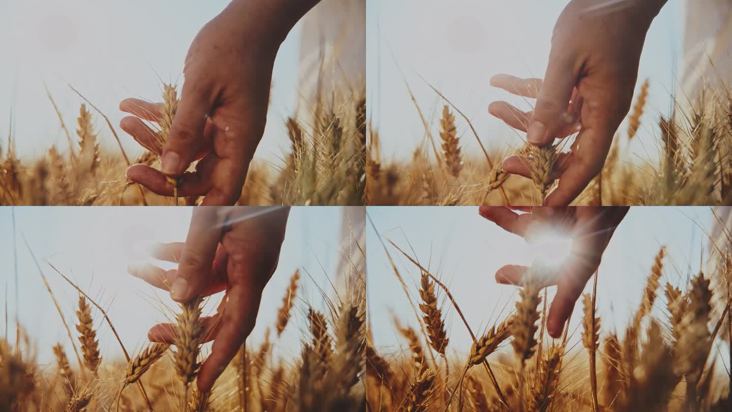 农学家在农田里触摸小麦作物的手