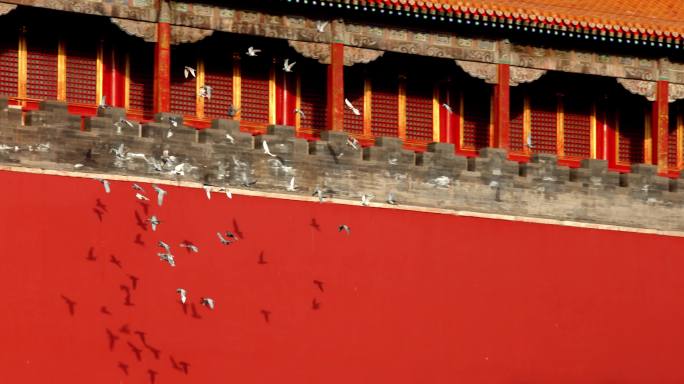 高速升格北京故宫午门前的鸽子