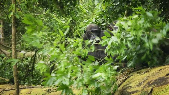 普通的或健壮的黑猩猩——类人猿，也叫黑猩猩，原产于热带非洲的森林和大草原的类人猿，是生活在乌干达雨中