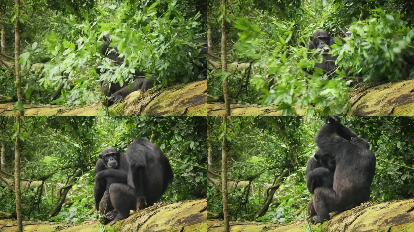 普通的或健壮的黑猩猩——类人猿，也叫黑猩猩，原产于热带非洲的森林和大草原的类人猿，是生活在乌干达雨中