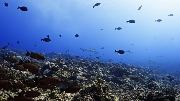南太平洋中部法属波利尼西亚的法卡拉瓦礁环礁上，一大群座头鲸、红鲷鱼、谷歌眼和灰鲨