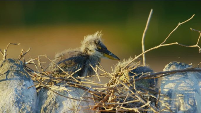两只灰鹭(Ardea cinerea)雏鸟在巢中栖息的特写