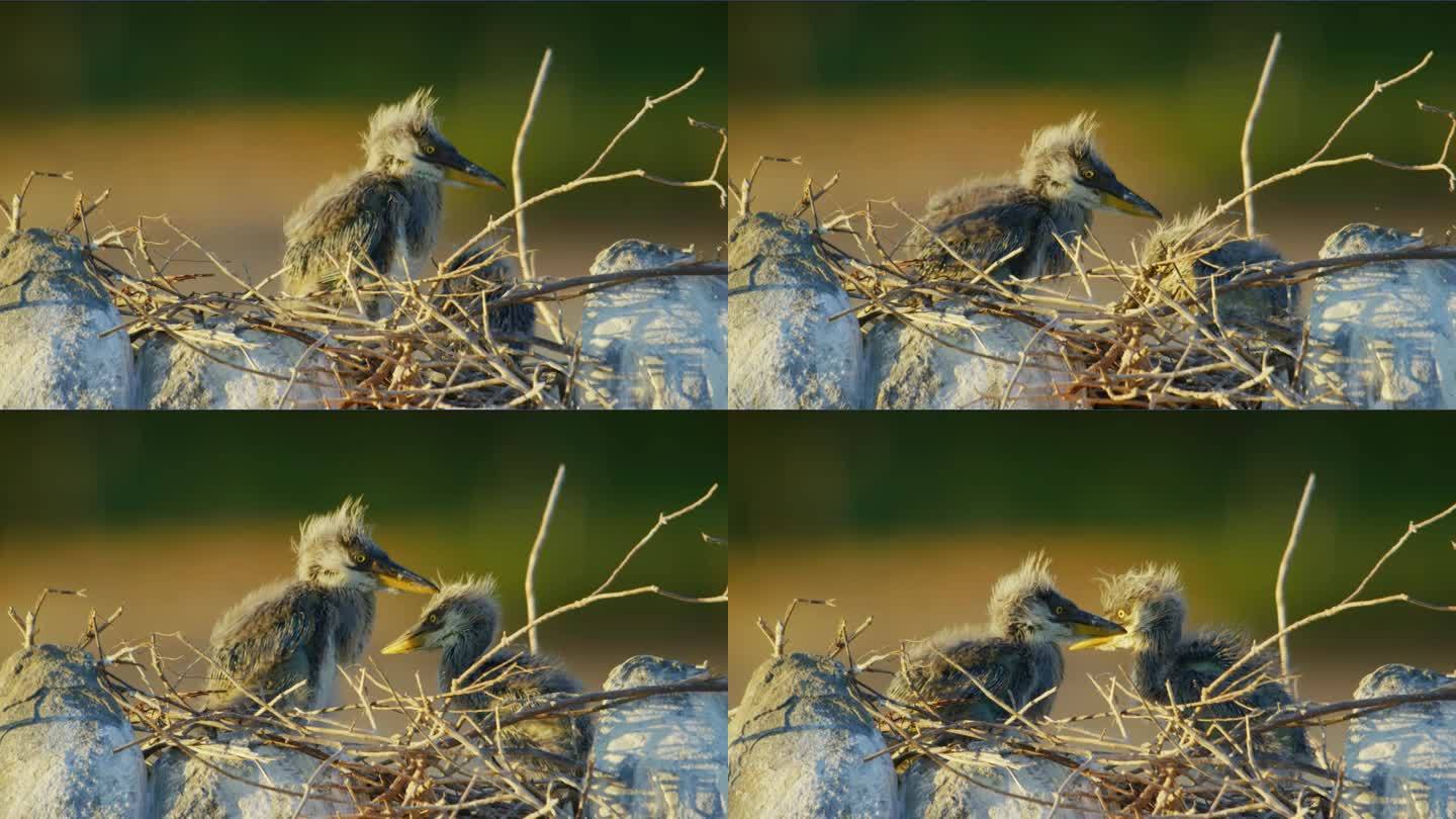 两只灰鹭(Ardea cinerea)雏鸟在巢中栖息的特写