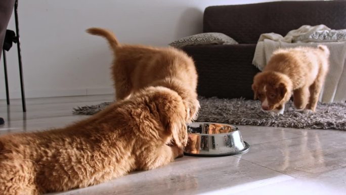 有趣的小狗在家里喝水和玩耍