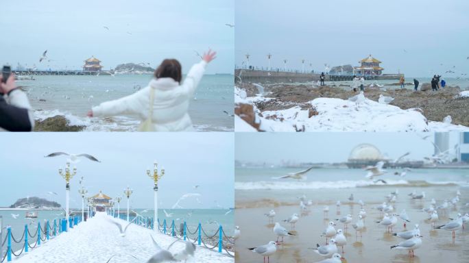 青岛栈桥海鸥雪景海鸥