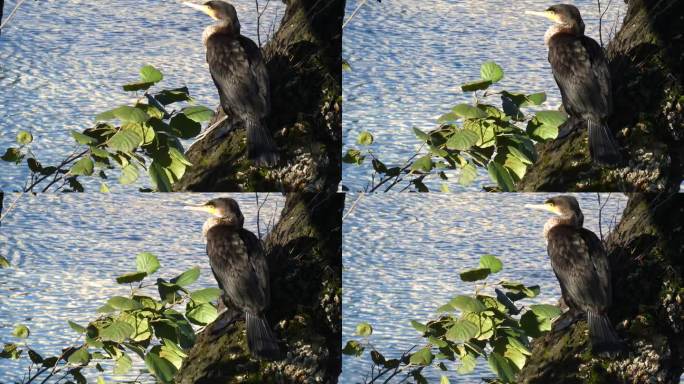 大鸬鹚，长肢鸬鹚。近距离拍摄的肖像。大鸬鹚，Phalacrocorax carbo，被称为大黑鸬鹚，