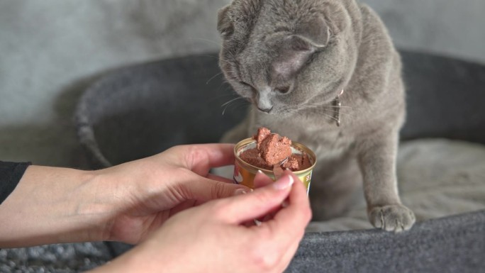 苏格兰折耳短毛猫正在吃金枪鱼罐头，而她的女主人正在喂她