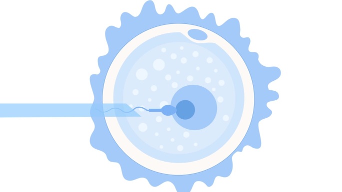 IVF人工精子受精在雌性卵子内注射动画