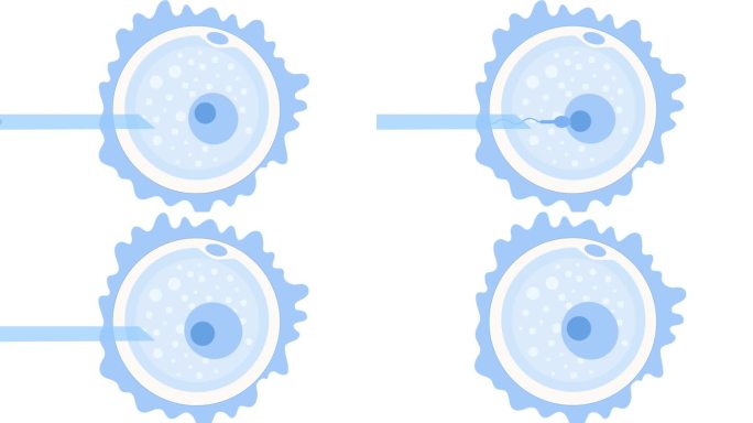 IVF人工精子受精在雌性卵子内注射动画