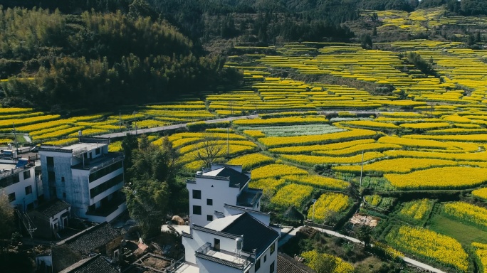 航拍婺源江岭梯田油菜花海 (41)