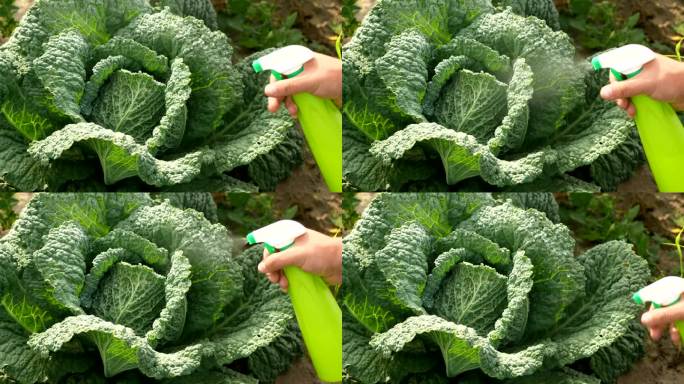 农药处理、病虫害防治、白菜叶杀虫。