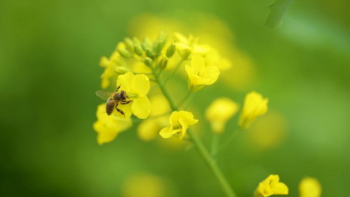 蜜蜂采油菜花4k 422 50帧