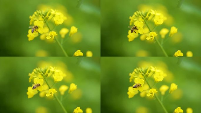 蜜蜂采油菜花4k 422 50帧