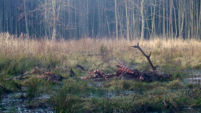 死的有角的红鹿，Cervus elaphus，被狼杀死，canis lupus。死鹿躺在草地上。欧洲