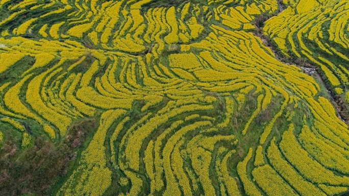 航拍婺源篁岭梯田油菜花 (3)