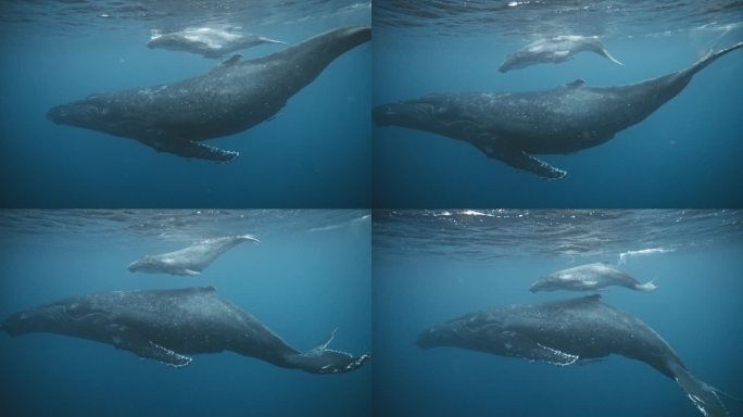 座头鲸迁徙之旅;超级可爱的水下小海豚和妈妈一起游泳的视频;两个对齐的身体在一个(从上到下)背带位置。