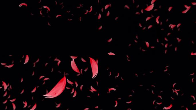 4K循环落下的樱花视频过渡，Alpha(透明)通道，樱花樱花花瓣，红玫瑰花瓣。只需拖拽它到您的时间轴