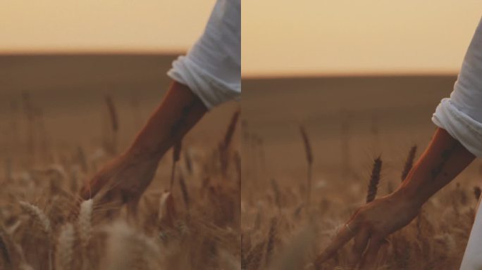 在迷人的日落中，农场里抚摸金色小麦的女人