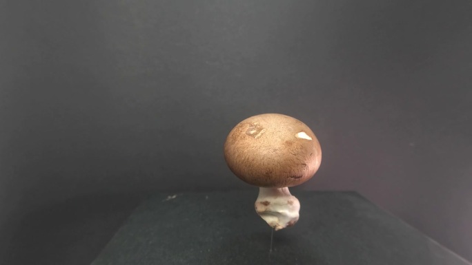 特写镜头，一个蘑菇固定在一个灰色的表面上，在模糊的灰色背景上慢慢旋转