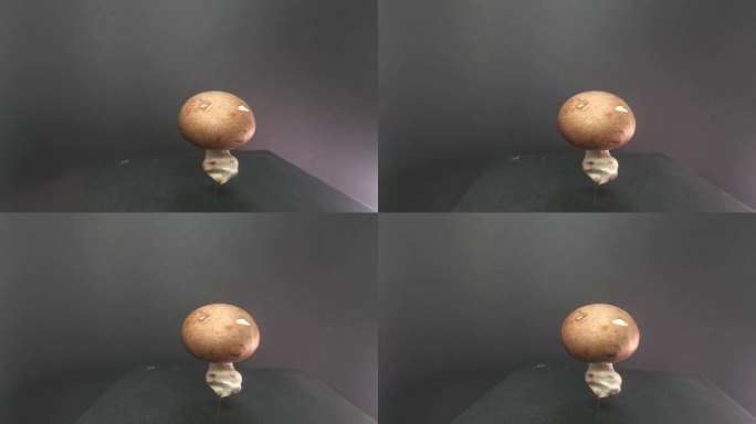 特写镜头，一个蘑菇固定在一个灰色的表面上，在模糊的灰色背景上慢慢旋转