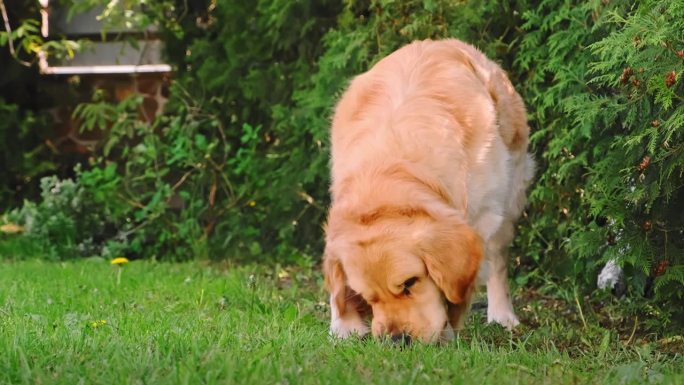 金毛猎犬在白天躺在草地上啃着一根棍子。好玩的心情。狗狗玩。高品质4k画面